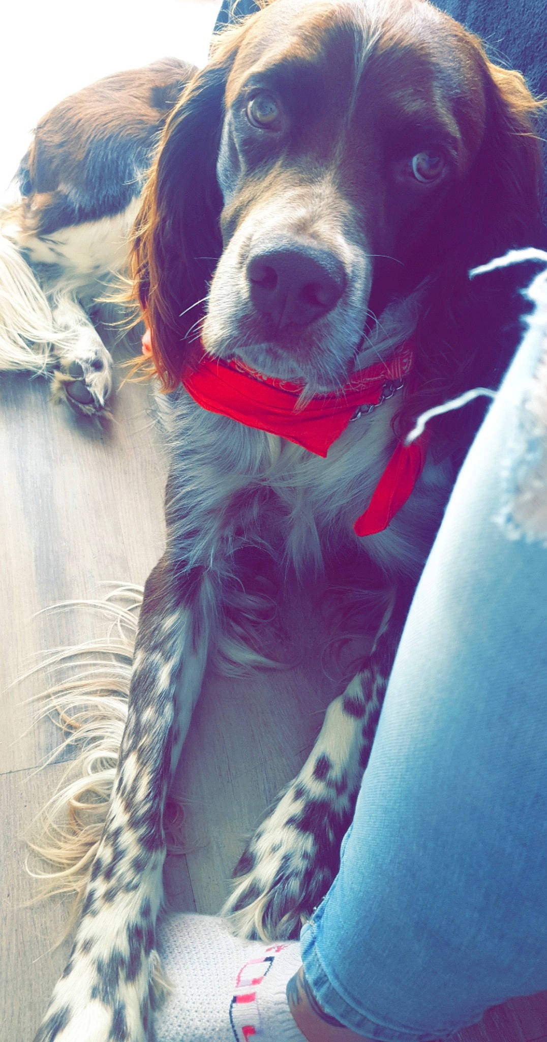 Phénix a rejoint le concours — aidez-le/la à gagner de superbes lots ! canidae, carnivore, collar, companion_dog, dog, dog_breed, dog_collar, electric_blue, fur, giant_dog_breed, guard_dog, happy, sky, snout, sporting_group, whiskers, winter, working_animal, working_dog