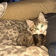 Stéphanie Bastoul participe au concours pour gagner de l'argent avec cette photo : kitten, cat, animal, pet, feline, fur, green_eyes, bed, blanket, cozy, indoor, cute, domestic_animal, resting, young, whiskers, soft, tabby, curious, comfortable