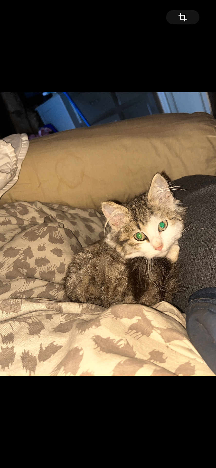Stéphanie Bastoul participe au concours pour gagner de l'argent avec cette photo : kitten, cat, animal, pet, feline, fur, green_eyes, bed, blanket, cozy, indoor, cute, domestic_animal, resting, young, whiskers, soft, tabby, curious, comfortable