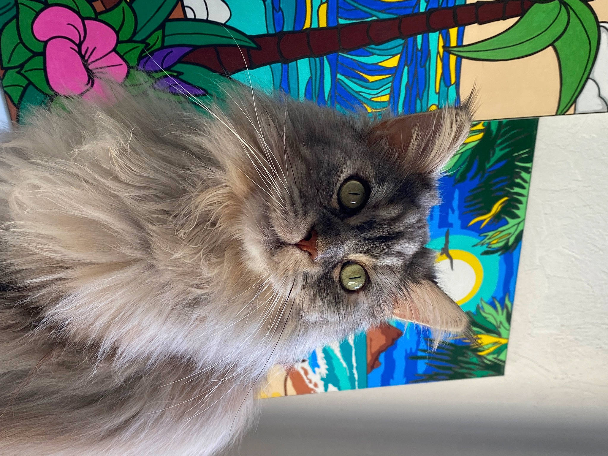 Bijoux a rejoint le concours — aidez-le/la à gagner de superbes lots ! art, british_longhair, carnivore, cat, claw, domestic_short_haired_cat, fawn, felidae, fur, paw, photo_caption, rectangle, small_to_medium_sized_cats, snout, tail, terrestrial_animal, visual_arts, whiskers, wildlife