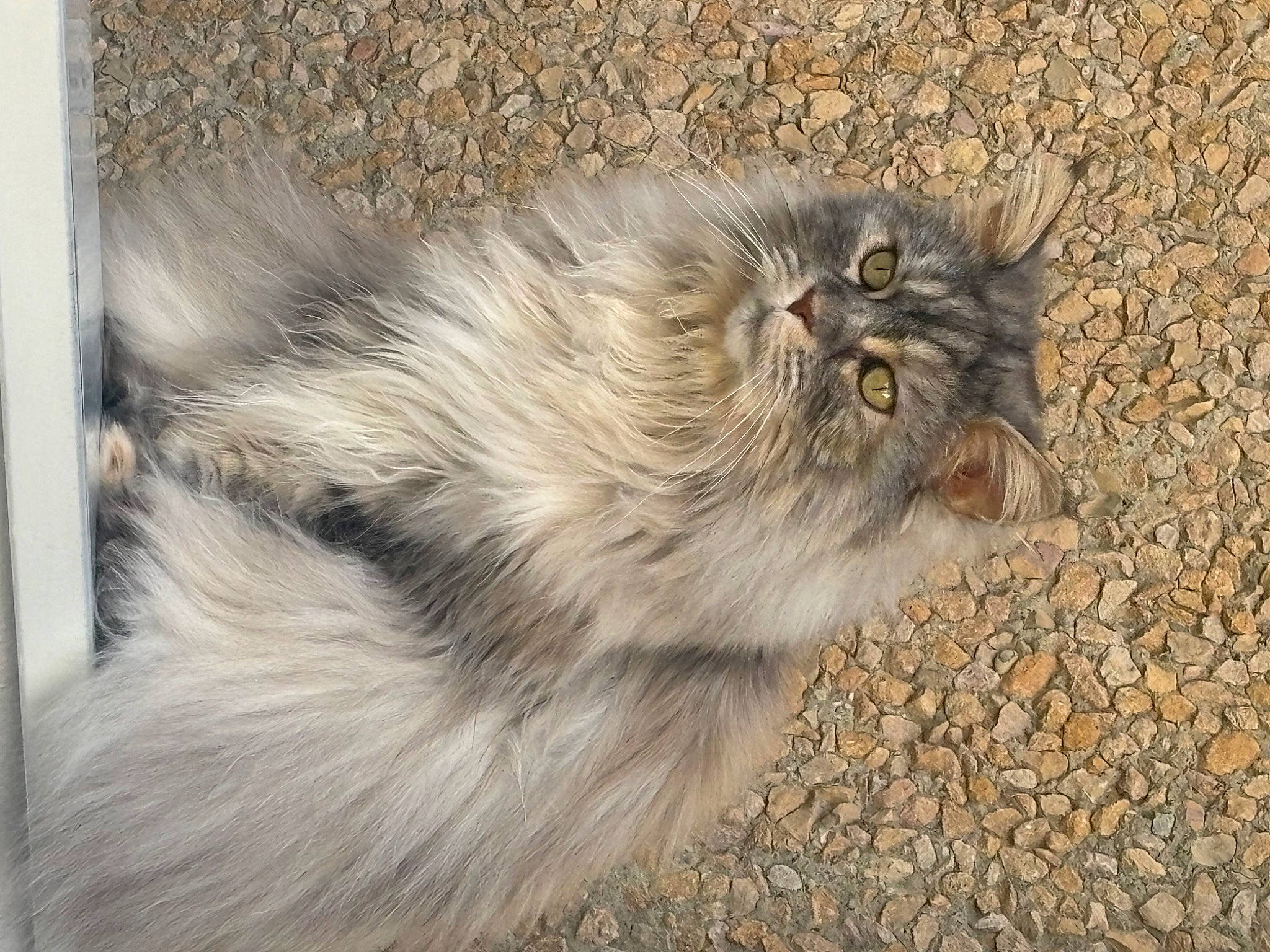 Bijoux participe au concours pour gagner de l'argent avec cette photo : asphalt, carnivore, cat, claw, eye, fawn, felidae, fur, grass, hair, head, paw, road_surface, small_to_medium_sized_cats, snout, soil, tail, terrestrial_animal, whiskers, wildlife