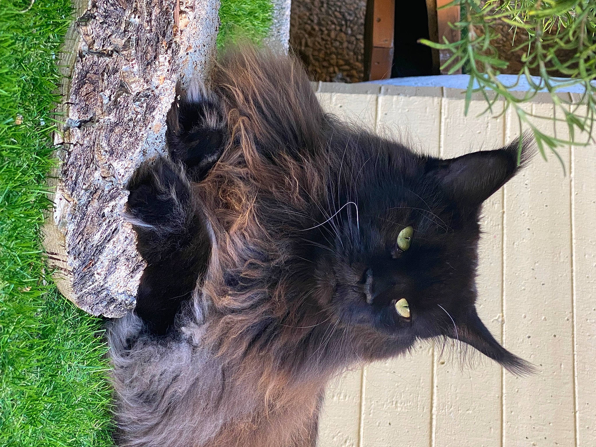 Rio a rejoint le concours — aidez-le/la à gagner de superbes lots ! black_cat, bombay, carnivore, cat, claw, domestic_short_haired_cat, felidae, fur, grass, plant, small_to_medium_sized_cats, snout, tail, terrestrial_animal, trunk, whiskers, wood