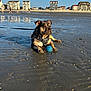 dog, beach, sand, water, ball, leash, harness, sunlight, shadow, buildings, people, sky, reflection, outdoor, pet, play, walking, shore, summer, daytime