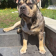 Ully a rejoint le concours — aidez-le/la à gagner de superbes lots ! dog, brindle, outdoor, steps, sunlight, grass, garden, shed, pet, canine, paw, relaxed, calm, summer, nature, animal, backyard, daytime, tongue_hidden, ears