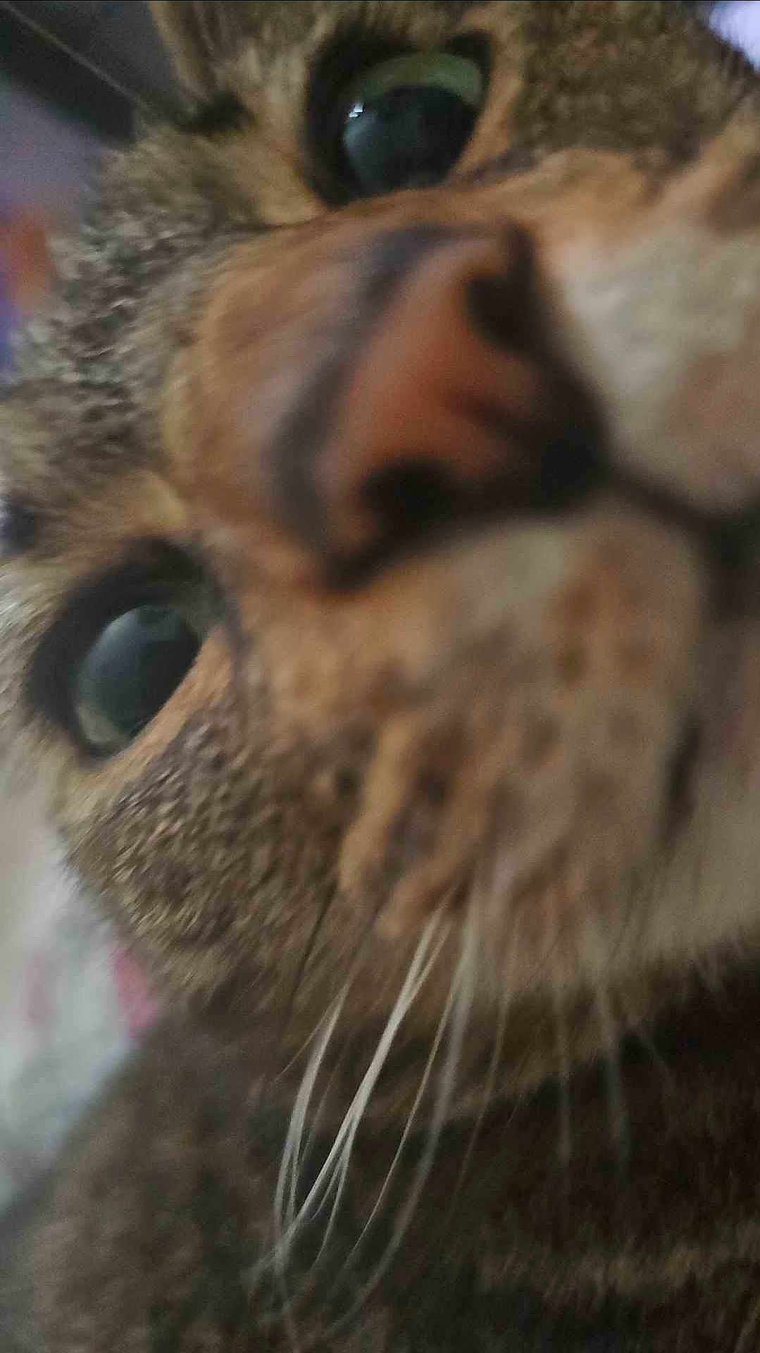 Waffle