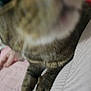cat, close_up, blur, animal, paw, feline, indoor, fabric, hand, tabby, pet, soft, texture, blurred_background, cute, whiskers, resting, domestic, cozy, fur