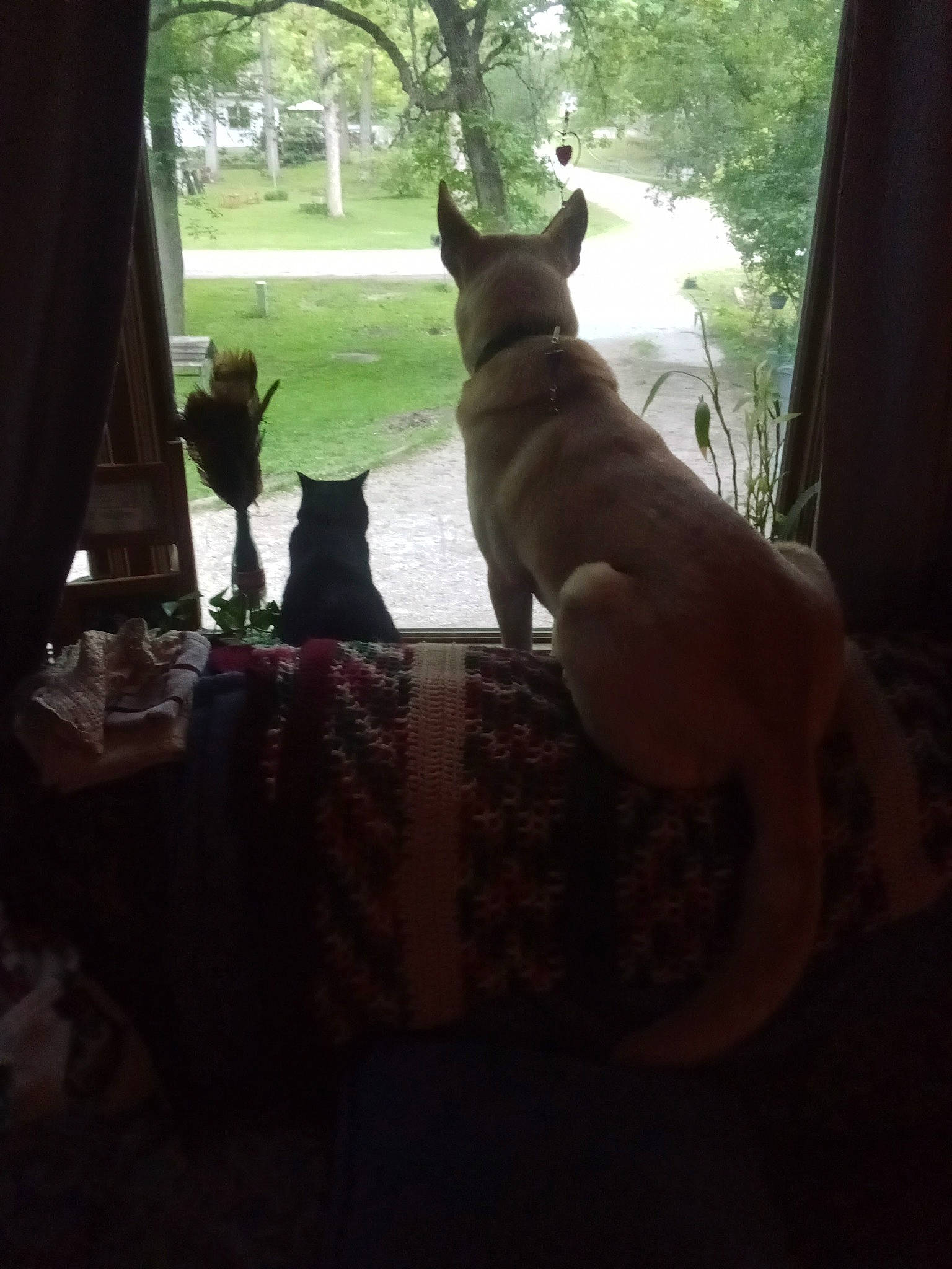 Mac is registered to the contest to win money with this photo: brown, building, carnivore, comfort, companion_dog, dog, dog_breed, fawn, felidae, morning, plant, shade, small_to_medium_sized_cats, sporting_group, sunlight, tail, tints_and_shades, tree, whiskers, window