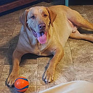 Tanner joined the competition — help win amazing prizes! dog, golden_retriever, tongue_out, floor, tile_floor, ball, orange_ball, blue_stripes, indoor, pet, canine, playing, resting, animal, paw, happy, looking_at_camera, wooden_furniture, table_leg, domestic