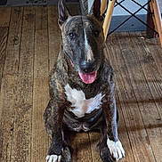 Poppy a rejoint le concours — aidez-le/la à gagner de superbes lots ! animal, brindle, bull_terrier, canine, chair, dog, domestic_animal, ears_up, flooring, fur, happy, house, indoor, looking_at_camera, paw, pet, sitting, tongue_out, wooden_floor, yellow_chair