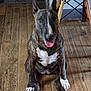 animal, brindle, bull_terrier, canine, chair, dog, domestic_animal, ears_up, flooring, fur, happy, house, indoor, looking_at_camera, paw, pet, sitting, tongue_out, wooden_floor, yellow_chair