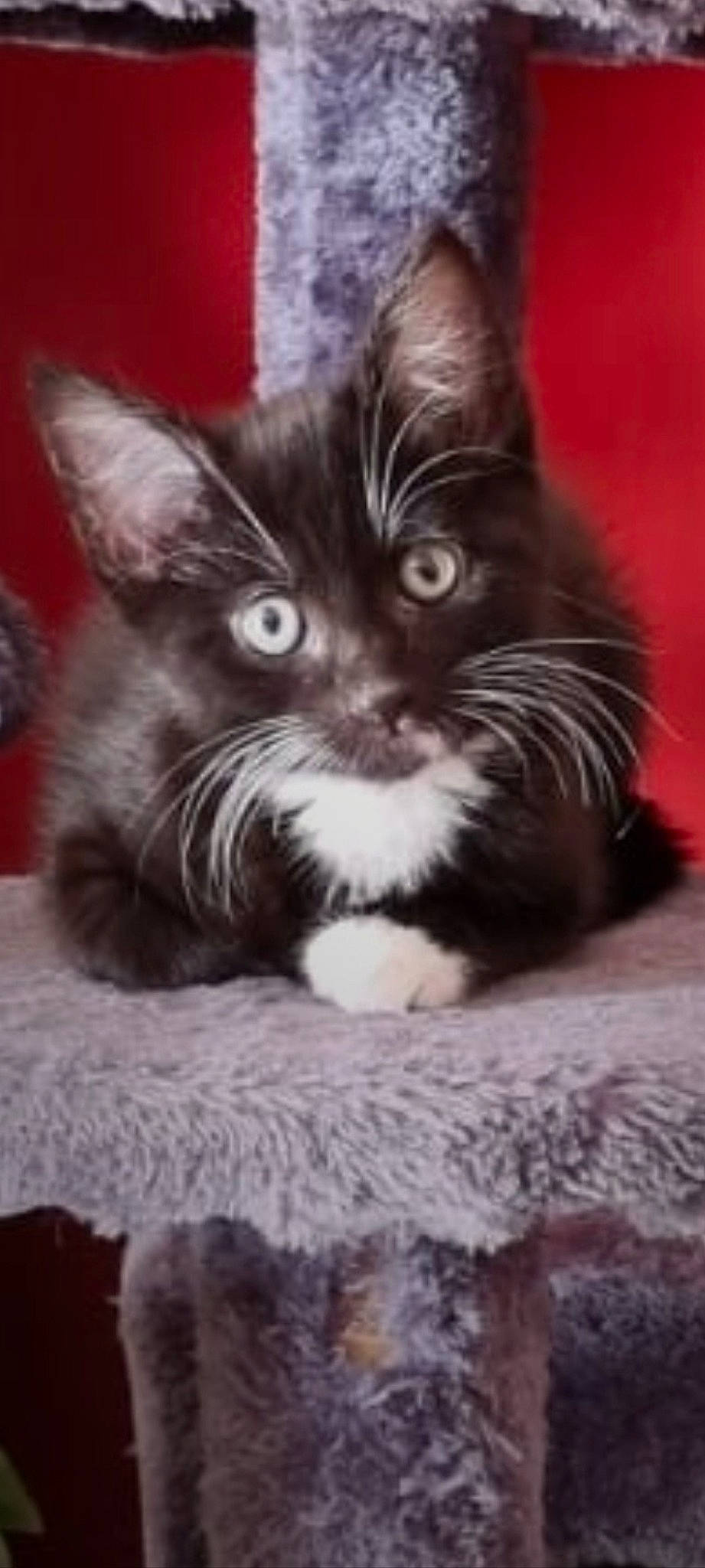 Lil Man is registered to the contest to win money with this photo: black_cat, carnivore, cat, cat_supply, claw, comfort, domestic_short_haired_cat, ear, felidae, fur, iris, monochrome_photography, paw, small_to_medium_sized_cats, snout, whiskers