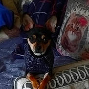 Felix participe au concours pour gagner de l'argent avec cette photo : alert_ears, bed, bedding, blanket, brown_eyes, cat_pillow, cozy, crossed_paws, dog, fur, home_interior, indoor, knit_sweater, paws, pet, pillow, portrait, small_dog, sweater, textile_pattern
