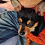 Felix participe au concours pour gagner de l'argent avec cette photo : dog, small_dog, pet, ears, black_and_tan, orange_sweater, jeans, lap, human_hand, resting, indoors, close_up, face, fur, cozy, comfort, cute, animal, companion, red_background