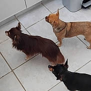 Felix a rejoint le concours — aidez-le/la à gagner de superbes lots ! dog, small_dog, brown_dog, black_dog, tan_dog, tile_floor, indoor, kitchen, cabinet, trash_bin, pet, animal, floor, waiting, standing, three_dogs, fur, ears, tail, domestic