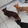 dog, small_dog, brown_dog, black_dog, tan_dog, tile_floor, indoor, kitchen, cabinet, trash_bin, pet, animal, floor, waiting, standing, three_dogs, fur, ears, tail, domestic