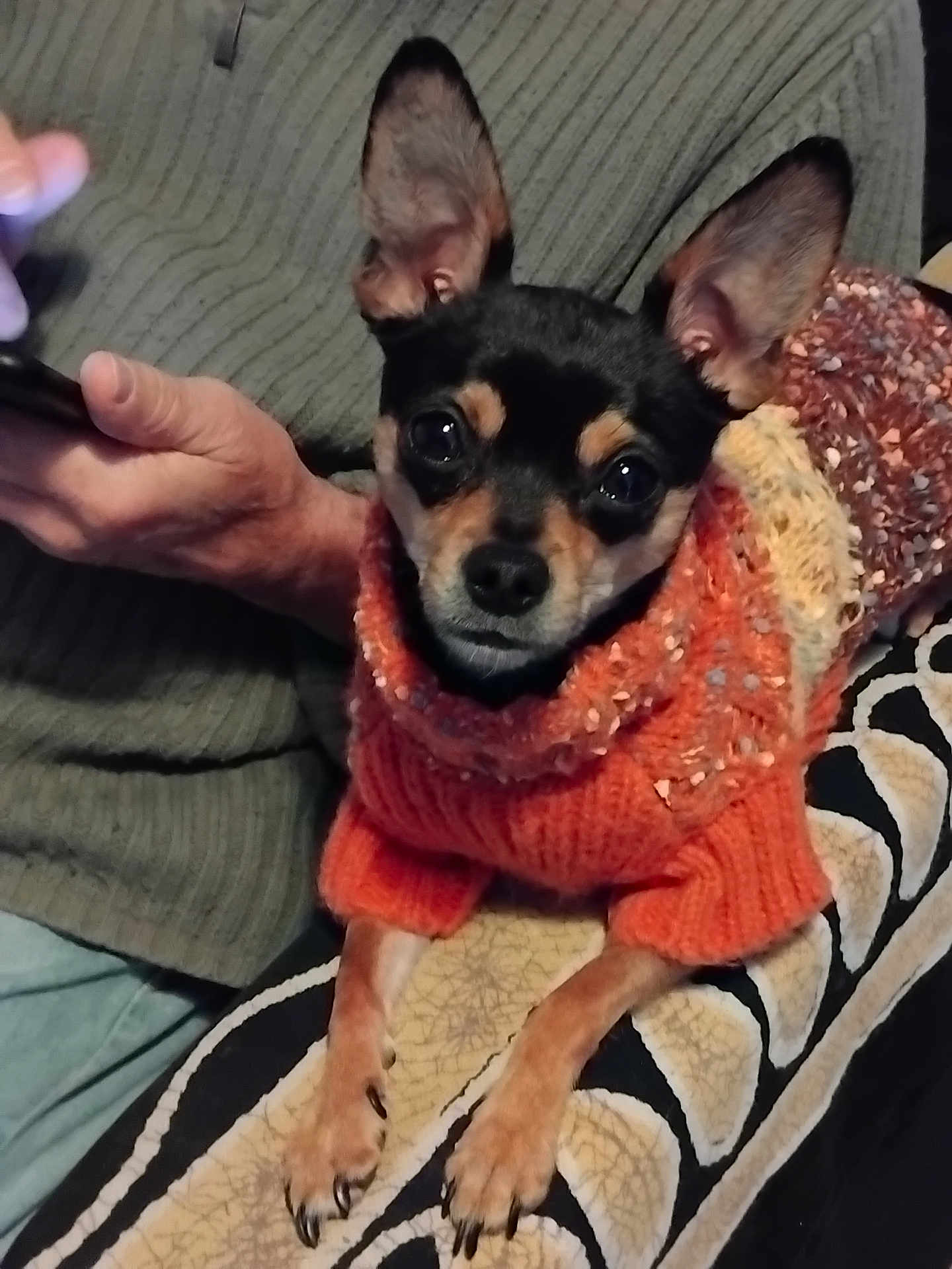 Felix a rejoint le concours — aidez-le/la à gagner de superbes lots ! dog, small_dog, orange_sweater, knitted_sweater, blanket, patterned_blanket, person, arm, hand, phone, indoor, pet, cozy, comfortable, curious_eyes, sitting, close_up, looking_at_camera, home, warm