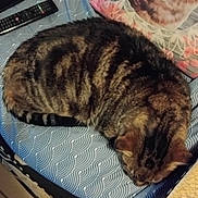 Felix participe au concours pour gagner de l'argent avec cette photo : bed, blanket, cat, closeup, cozy, domestic_animal, ear, fur, home, indoor, patterned_sheet, pet, pillow, remote_control, resting, sitting_area, sleeping, stripes, tabby_cat, whiskers