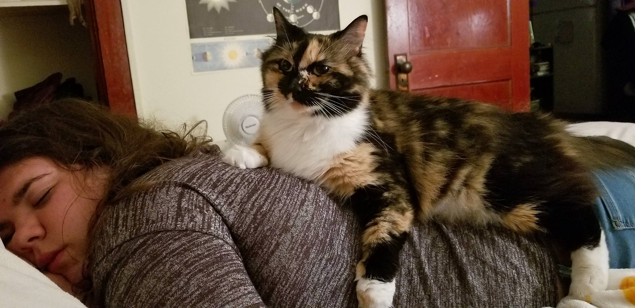 Whiskey joined the competition — help win amazing prizes! american_wirehair, asian, british_semi_longhair, carnivore, cat, domestic_long_haired_cat, domestic_short_haired_cat, dragon_li, european_shorthair, felidae, fur, kitten, maine_coon, mammal, norwegian_forest_cat, person, siberian, small_to_medium_sized_cats, tabby_cat, vertebrate