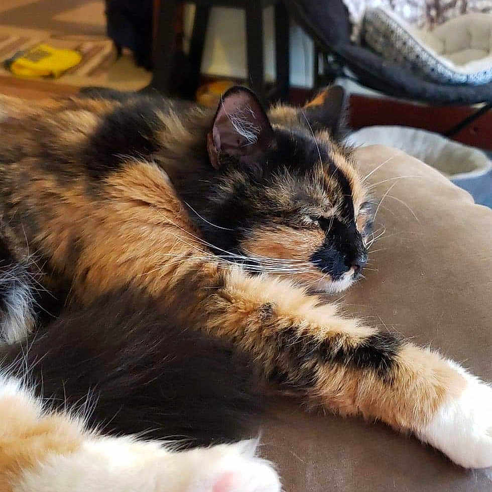 Whiskey is registered to the contest to win money with this photo: carnivore, cat, claw, domestic_long_haired_cat, domestic_short_haired_cat, fawn, felidae, fur, kitten, maine_coon, mammal, paw, polydactyl_cat, small_to_medium_sized_cats, tail, whiskers