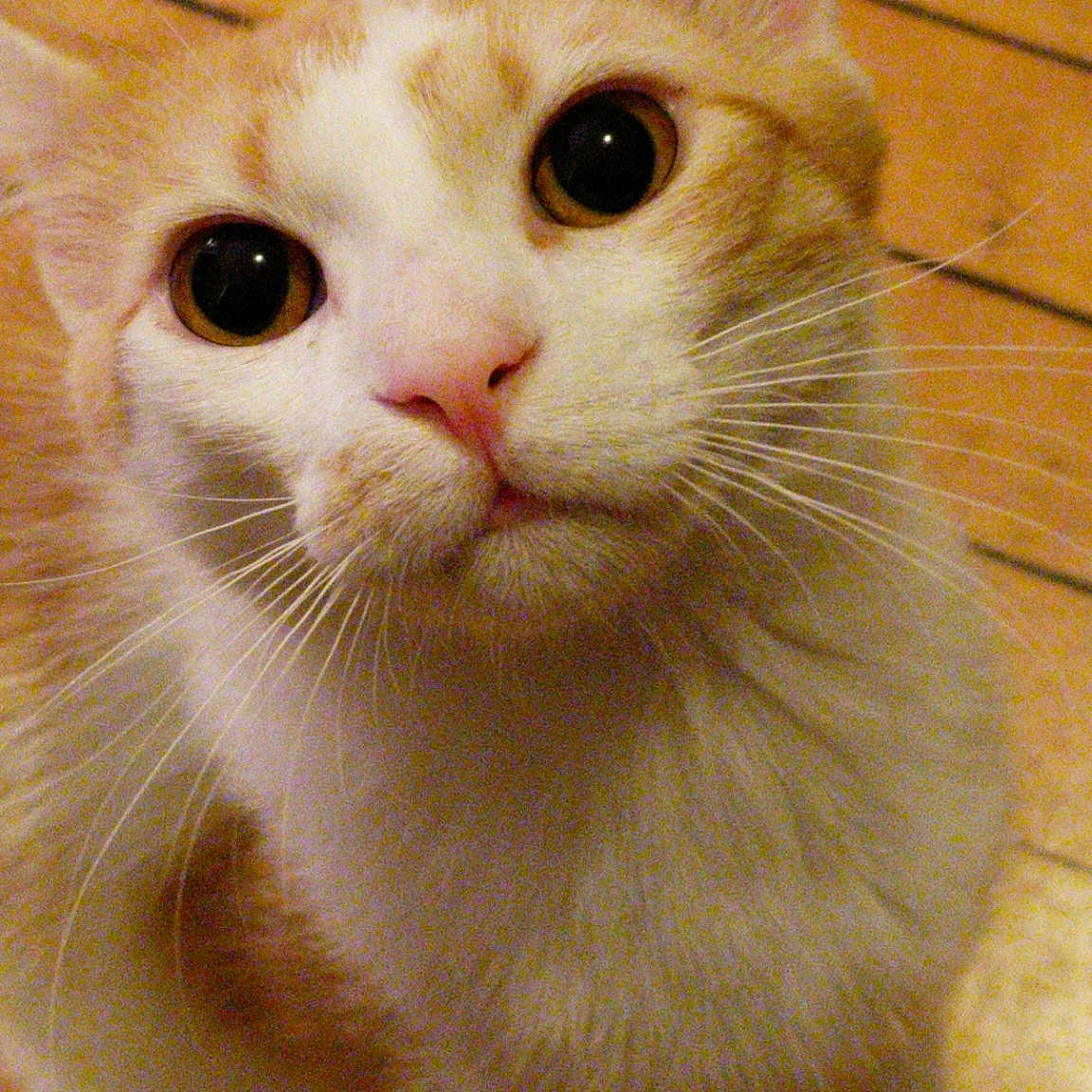 Sherbert