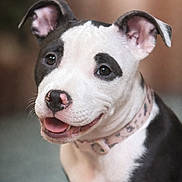 Panda joined the competition — help win amazing prizes! dog, black_and_white, pet, smiling, collar, ears, nose, portrait, animal, domestic_animal, cute, happy, close_up, friendly, canine, fur, young, indoor, face, mammal