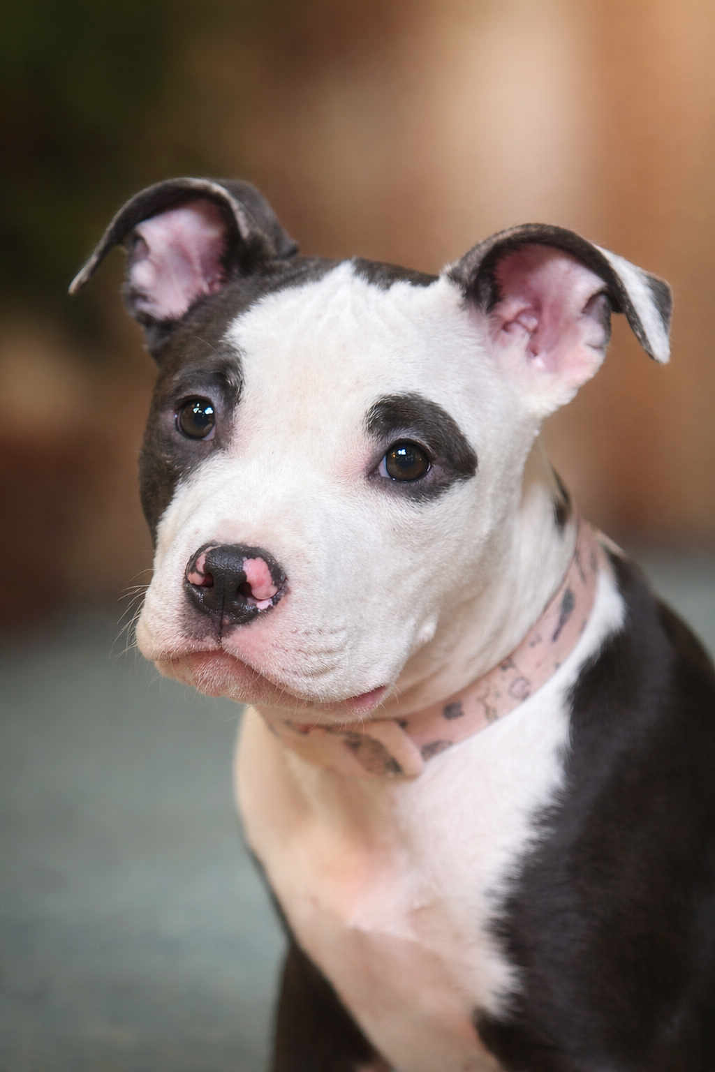 Panda is registered to the contest to win money with this photo: puppy, dog, black_and_white, close_up, portrait, collar, pet, animal, ears, nose, fur, young_dog, cute, indoor, looking_away, whiskers, soft_background, expression, muzzle, domestic_animal