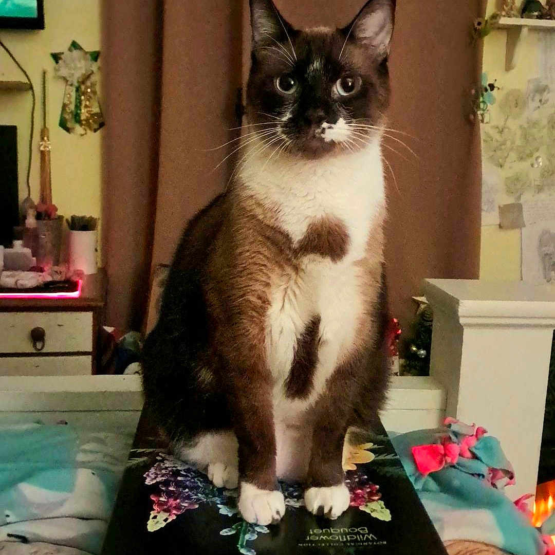 Oscar is registered to the contest to win money with this photo: cat, siamese_cat, pet, indoor, box, lego, bedroom, curtains, bedspread, furniture, decor, animal, mammal, whiskers, ears, sitting, feline, domestic_cat, closeup, cute