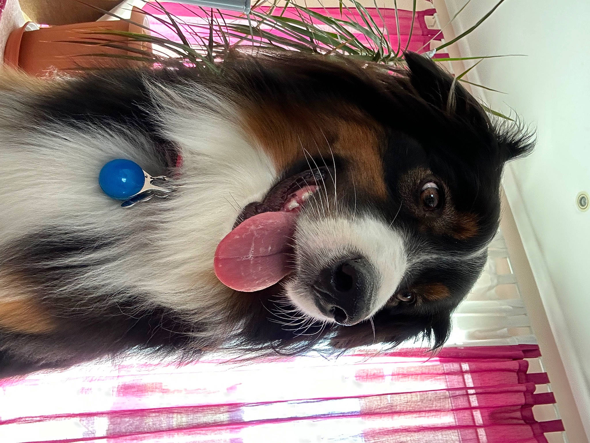 June a rejoint le concours — aidez-le/la à gagner de superbes lots ! carnivore, collar, companion_dog, dog, dog_breed, dog_collar, dog_supply, ear, eyelash, fang, fawn, foot, fur, liver, paw, pet_supply, snout, sporting_group, whiskers, working_animal