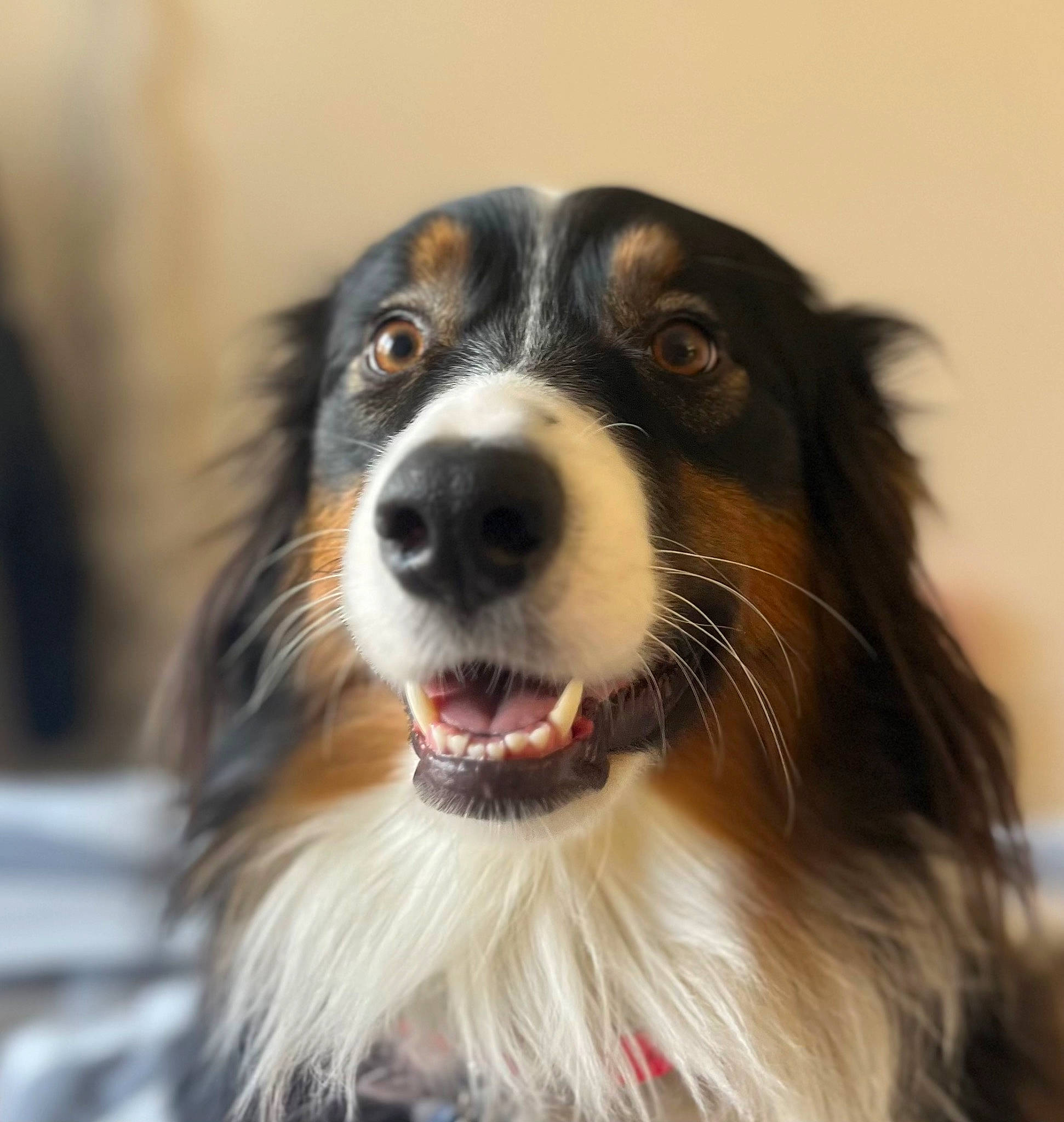 June participe au concours pour gagner de l'argent avec cette photo : border_collie, canidae, carnivore, companion_dog, dog, dog_breed, fur, herding_dog, snout, sporting_group, staple_food, whiskers, working_animal, working_dog