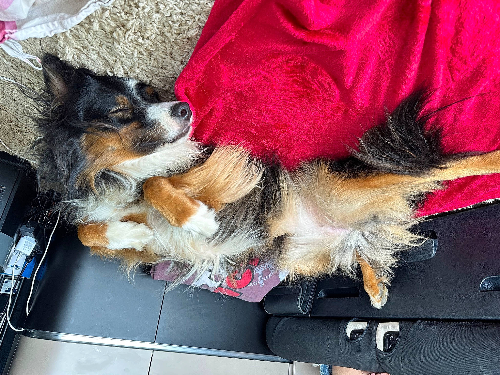 June participe au concours pour gagner de l'argent avec cette photo : canidae, carnivore, collar, companion_dog, dog, dog_breed, dog_supply, felidae, fur, human_leg, lap, paw, scotch_collie, small_to_medium_sized_cats, snout, sporting_group, tail, toy_dog, vehicle, whiskers