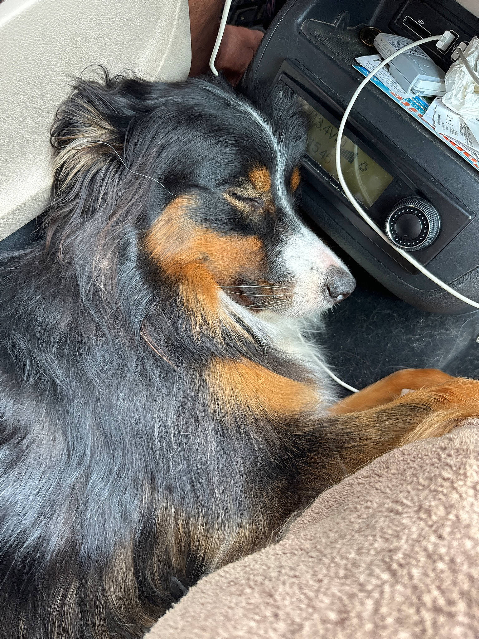 June participe au concours pour gagner de l'argent avec cette photo : canidae, carnivore, companion_dog, dog, dog_breed, foot, fur, hood, personal_luxury_car, snout, sporting_group, steering_wheel, terrestrial_animal, vehicle_door, windshield, working_dog