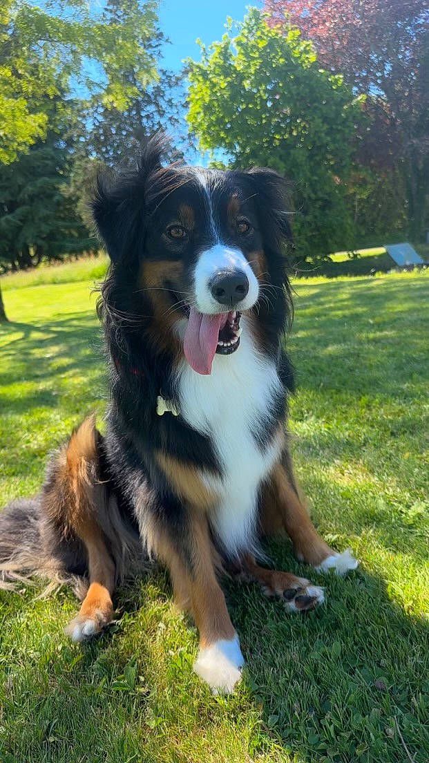June participe au concours pour gagner de l'argent avec cette photo : australian_collie, australian_shepherd, bernese_mountain_dog, border_collie, canidae, carnivore, companion_dog, dog, dog_breed, giant_dog_breed, grass, guard_dog, gun_dog, herding_dog, plant, sporting_group, sports_equipment, terrestrial_animal, tree, working_dog