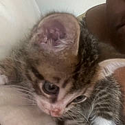 Simba joined the competition — help win amazing prizes! kitten, cat, close_up, fur, striped, animal, pet, cute, snuggling, person, indoor, cozy, young, whiskers, ears, face, eye, soft, comfort, companion