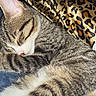Simba joined the competition — help win amazing prizes! cat, tabby, sleeping, cozy, pillow, leopard_print, fur, pet, animal, relaxed, indoor, closeup, whiskers, cute, resting, soft, domestic_cat, striped, mammal, nap