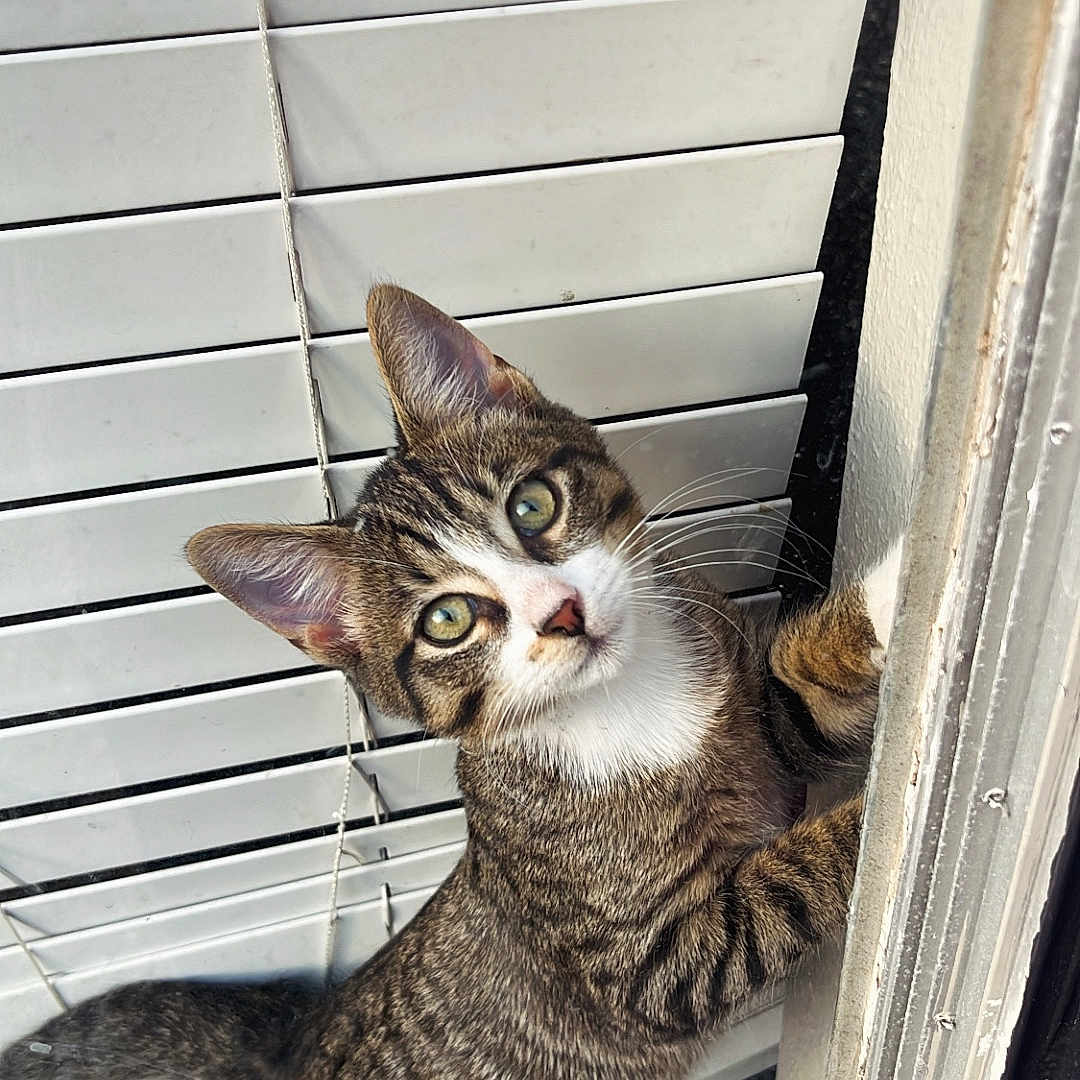Simba