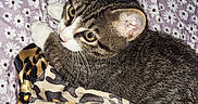 Simba joined the competition — help win amazing prizes! kitten, cat, tabby, pet, animal, feline, bed, blanket, floral_pattern, silk, leopard_print, curious, cute, whiskers, paw, indoors, resting, fur, young, sleepy