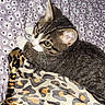kitten, cat, tabby, pet, animal, feline, bed, blanket, floral_pattern, silk, leopard_print, curious, cute, whiskers, paw, indoors, resting, fur, young, sleepy