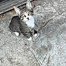 Simba is registered to the contest to win money with this photo: kitten, cat, tabby, white_paws, white_chest, concrete, door, curious, pet, animal, outdoor, young, small, feline, looking_up, ears, whiskers, sitting, floor, adorable