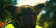 Maya is registered to the contest to win money with this photo: animal, canine, closeup, companion, cute, daytime, dog, ears, forest, french_bulldog, greenery, leash, life_jacket, nature, outdoor, pet, portrait, snout, summer, sunlight