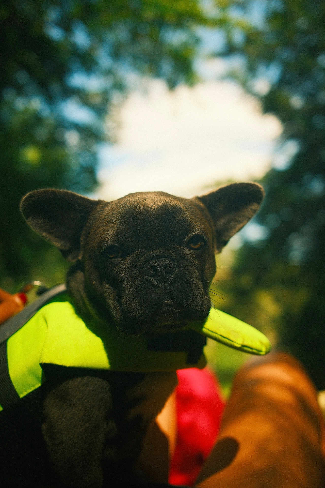 Maya