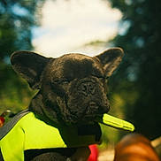 Maya is registered to the contest to win money with this photo: animal, black, bokeh, canine, close_up, cute, daylight, dog, ears, french_bulldog, fur, green, harness, mammal, nature, outdoor, pet, portrait, snout, sunlight