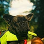 animal, black, bokeh, canine, close_up, cute, daylight, dog, ears, french_bulldog, fur, green, harness, mammal, nature, outdoor, pet, portrait, snout, sunlight