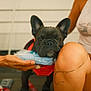 Maya is registered to the contest to win money with this photo: animal, blue_package, brown_skin, closeup, companion, curly_hair, dog, domestic_animal, french_bulldog, hand, knee, leash, outdoor, person, pet, porch, red_harness, sitting, tattoo, wooden_floor