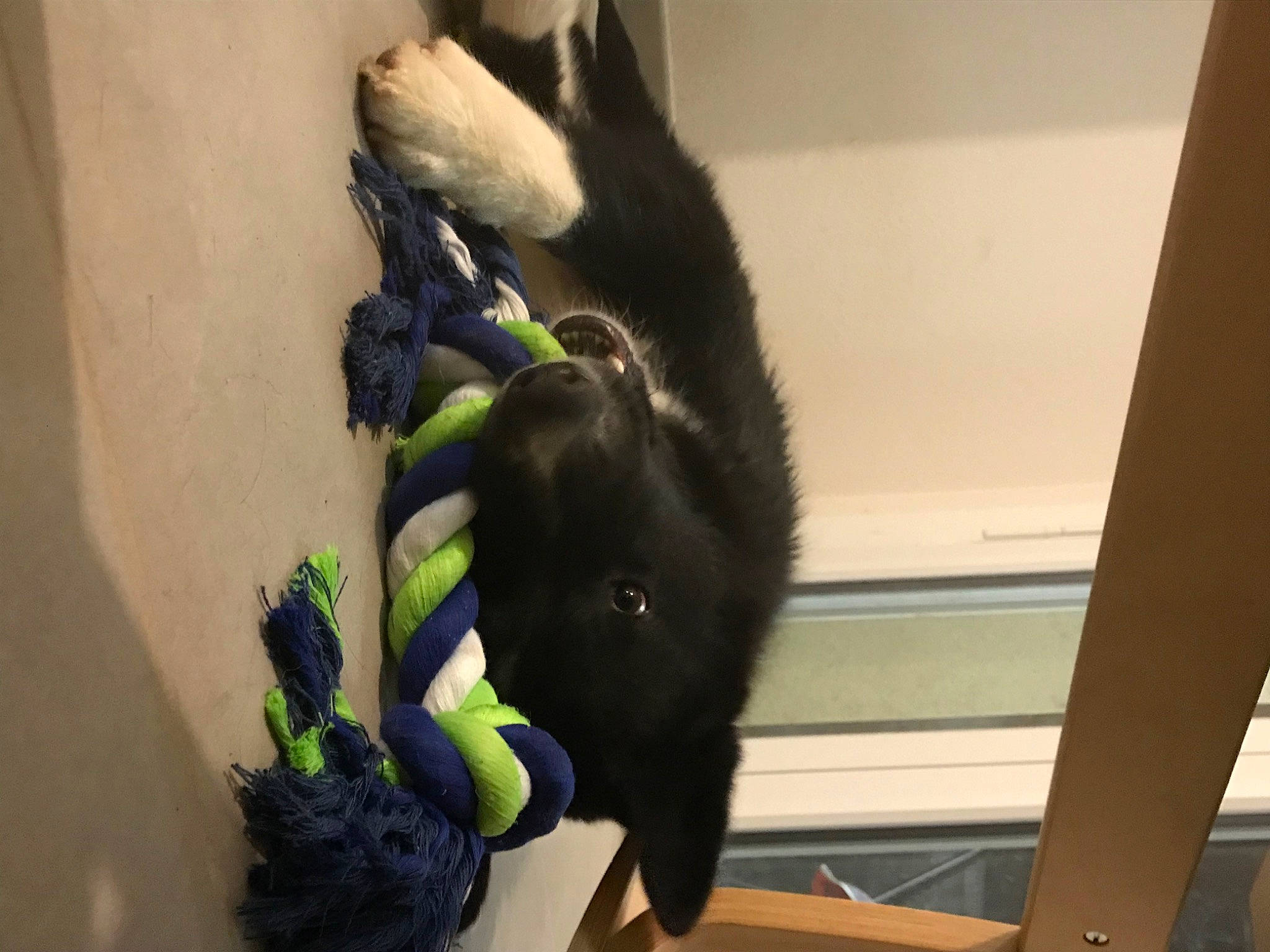 Rio participe au concours pour gagner de l'argent avec cette photo : canidae, carnivore, cat, claw, comfort, companion_dog, dog_breed, felidae, fur, gesture, natural_material, paw, small_to_medium_sized_cats, snout, sporting_group, tail, terrestrial_animal, whiskers