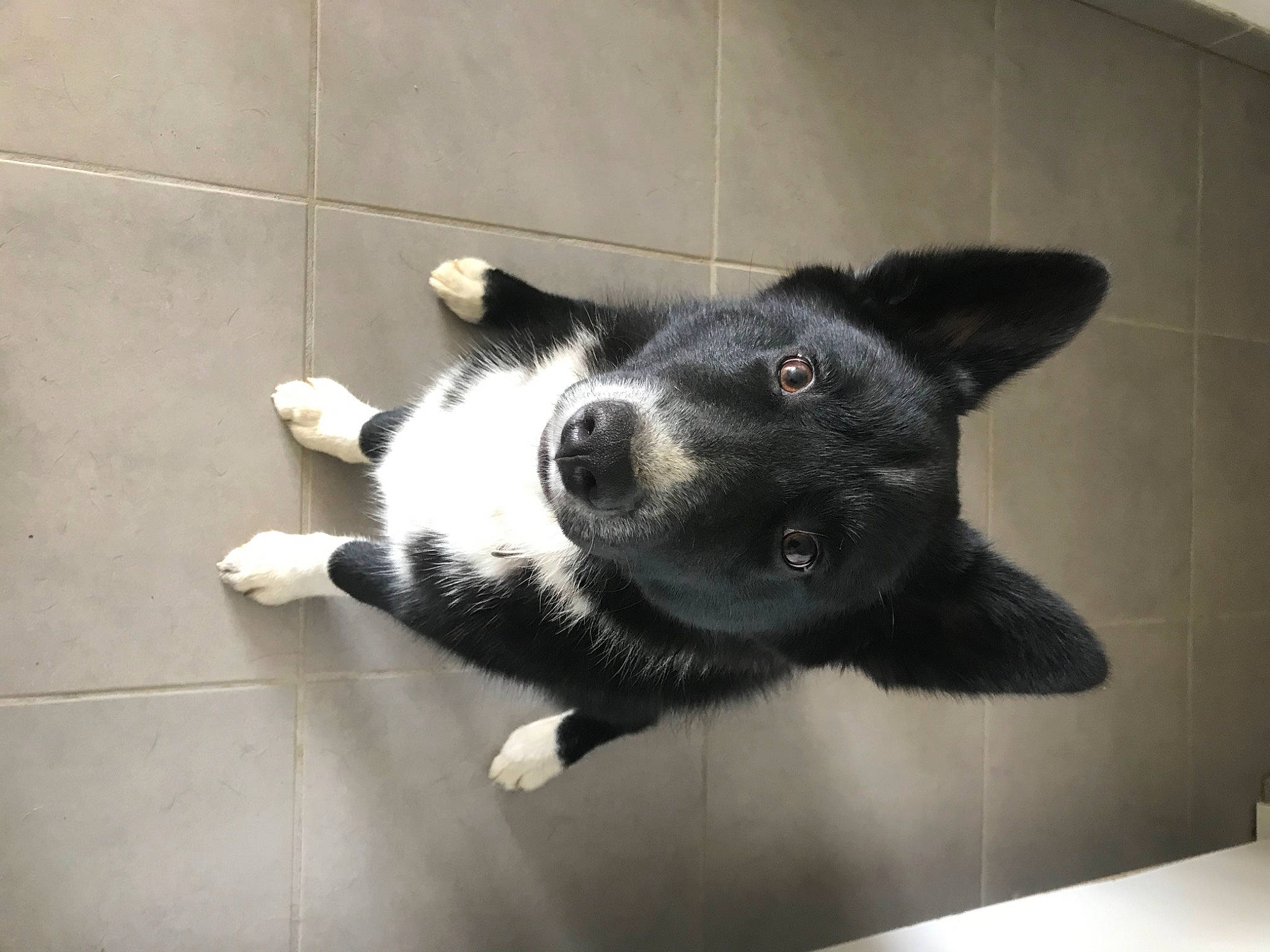 Rio a rejoint le concours — aidez-le/la à gagner de superbes lots ! canidae, carnivore, claw, companion_dog, dog, dog_breed, floor, flooring, foot, fur, non_sporting_group, paw, sporting_group, square, tail, terrestrial_animal, whiskers, working_animal