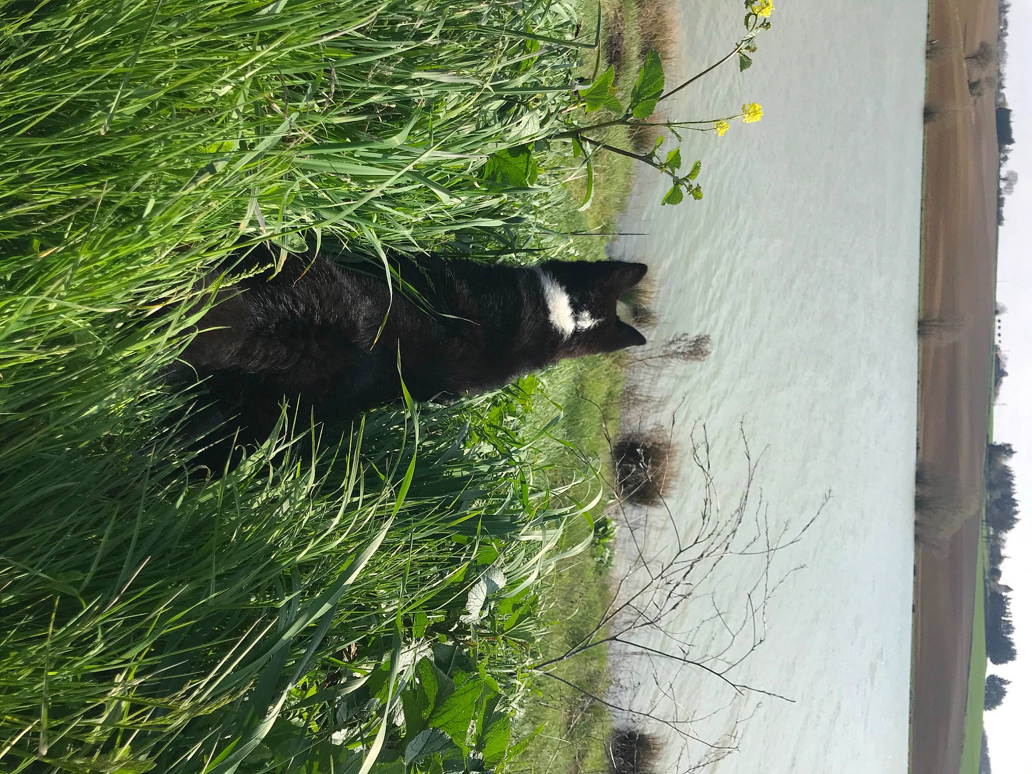 Rio participe au concours pour gagner de l'argent avec cette photo : carnivore, cat, felidae, grass, grass_family, groundcover, plant, shrub, sky, small_to_medium_sized_cats, tail, terrestrial_plant, tints_and_shades, tree, trunk, twig, vegetation, water, wildlife, wood