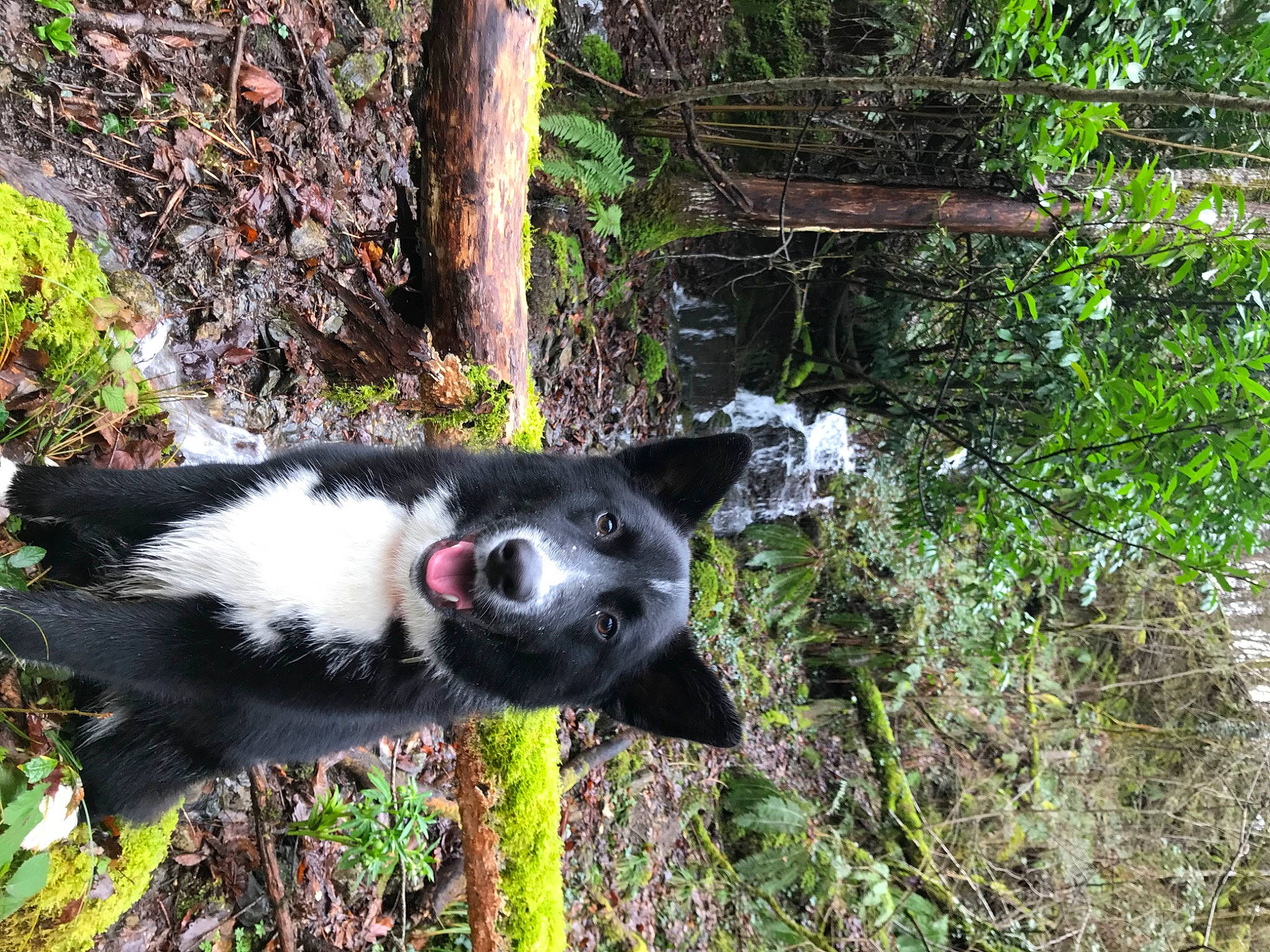 Rio participe au concours pour gagner de l'argent avec cette photo : biome, canidae, carnivore, dog, dog_breed, forest, fur, grass, jungle, plant, snout, soil, sporting_group, temperate_broadleaf_and_mixed_forest, terrestrial_animal, trail, tree, trunk, wildlife, woodland