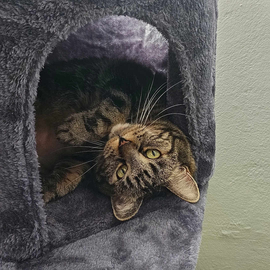 Kira a rejoint le concours — aidez-le/la à gagner de superbes lots ! abyssinian, animal, architecture, blanket, building, cat, chair, couch, cushion, furniture, homedecor, indoors, kitten, linen, manx, person, pet, quilt, sleeping, towel