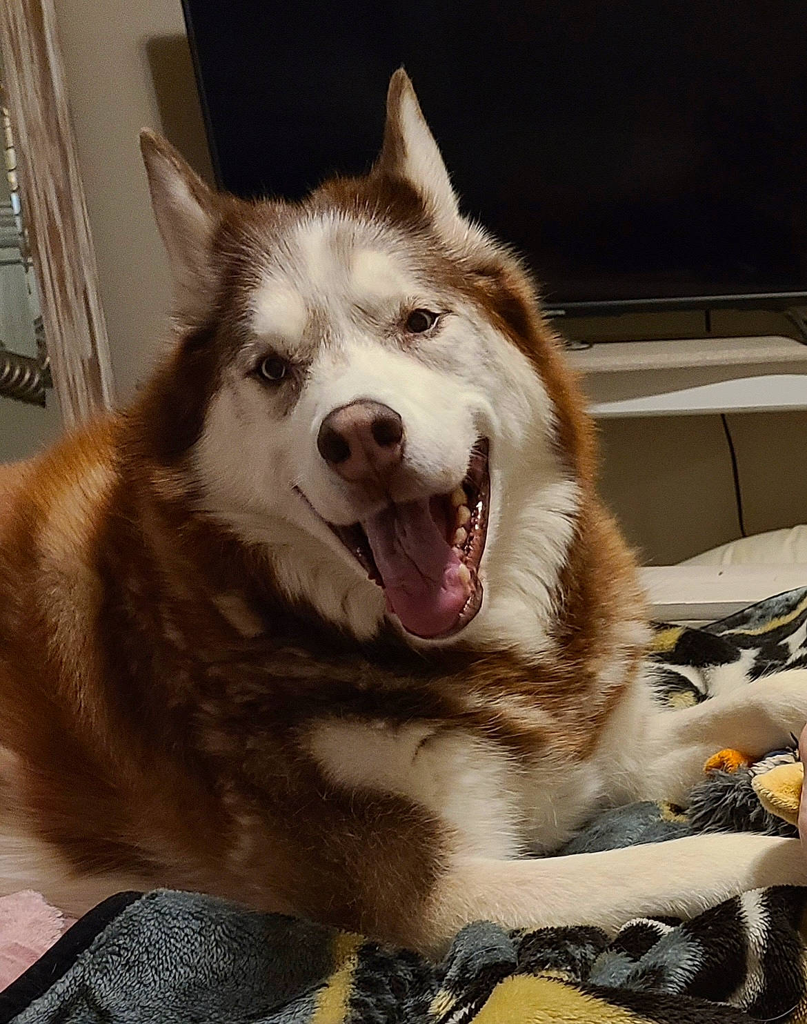 Jet is registered to the contest to win money with this photo: canis, carnivore, collar, companion_dog, dog, dog_breed, eye, fang, foot, fur, happy, jaw, paw, sled_dog, snout, sporting_group, terrestrial_animal, whiskers, working_animal, working_dog