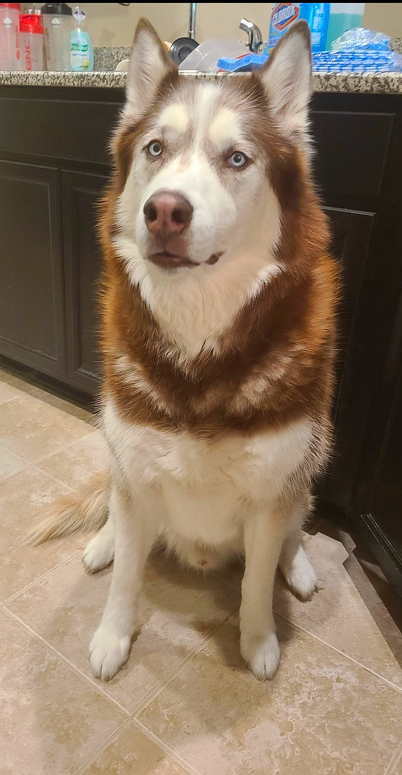 Jet is registered to the contest to win money with this photo: alaskan_klee_kai, ancient_dog_breeds, canidae, canis, carnivore, companion_dog, dog, dog_breed, flooring, fur, herding_dog, non_sporting_group, siberian_husky, sled_dog, snout, sporting_group, terrestrial_animal, whiskers, working_animal, working_dog